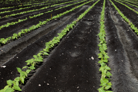 Rows of crops planted in black soil in the Everglade Agricultural Area’s Belle Glade city. (Tyler Jones, UF/IFAS)