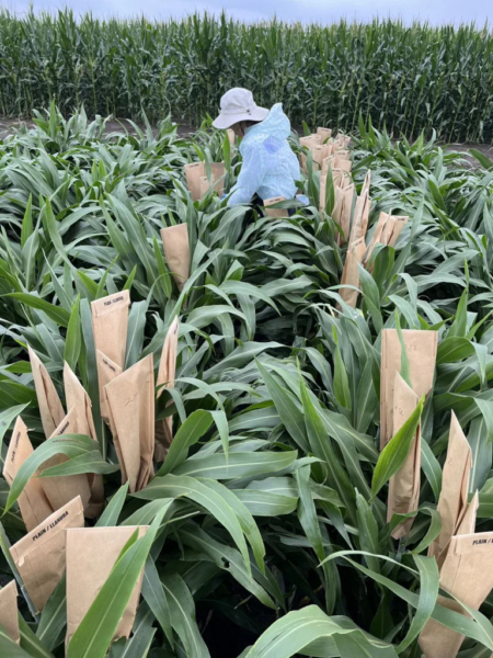 Hyojin Kim bagging sorghum heads — an essential step for APHIS-compliant transgenic sorghum field trials.