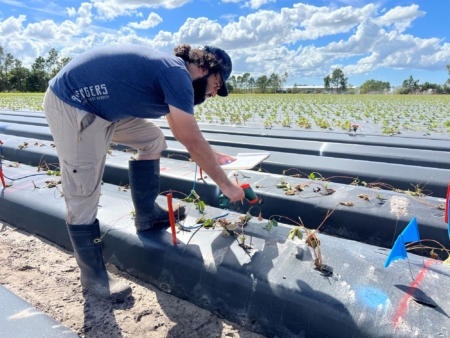 Junaid Lone, a doctoral student, performs plant-stress measurements in the field at GCREC. (Courtesy, Shinsuke Agehara, UF/IFAS)