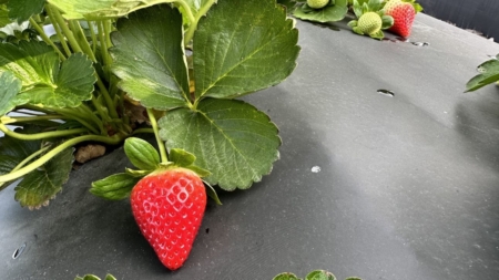 Medallion, a UF/IFAS strawberry variety. (Courtesy, UF/IFAS photography)