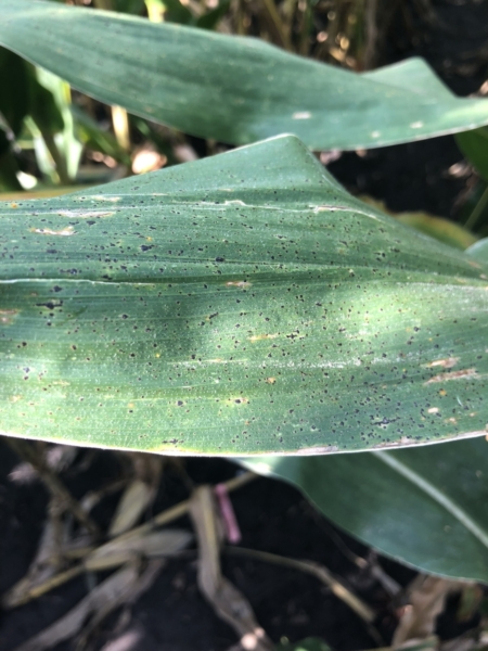 Yield-robbing corn diseases like tar spot can overwinter in crop residue, causing problems in future seasons.