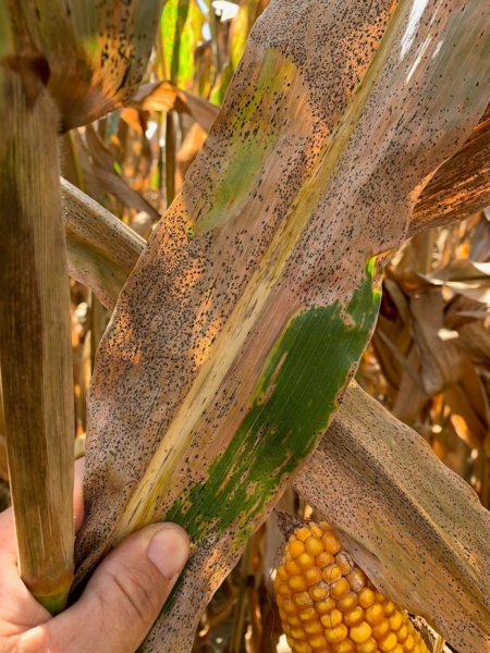 The likelihood of diseases like tar spot (pictured) to the north and southern rust to the south climbs with late-planted crops.