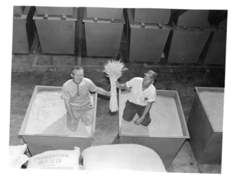 Orville Vogel and Robert Allan, pictured in the 1960s, developed “Gaines,” a revolutionary semi-dwarf wheat with increased yield that made global and regional impacts.