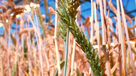 A wheat grain head in an NC State greenhouse.