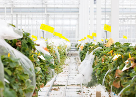 A strawberry trial in Rijk Zwaan’s new breeding greenhouse in Dinteloord, the Netherlands.