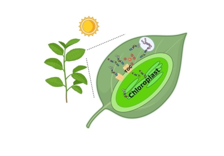 The molecular machinery of the chloroplast regulates how efficiently plants convert sunlight into energy through photosynthesis. (Image provided by Gyeong Mee Yoon, Purdue University)