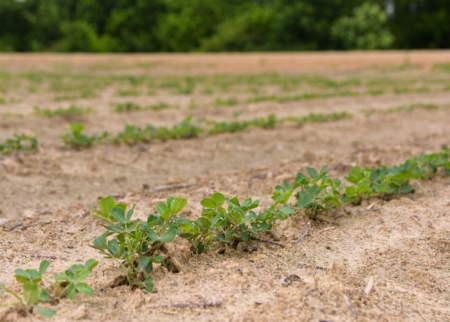 Control of grassy weeds will likely be a priority in soybean fields this year. These plants were growing May 14, 2024, at the Mississippi State University R.R. Foil Plant Science Research Center in Starkville. (Photo by MSU Extension Service/Kevin Hudson)