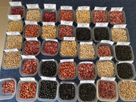 Bean diversity regenerated at Monteagudo, Bolivia. Twenty percent of the bean diversity in the university's collection was regenerated in 2023.