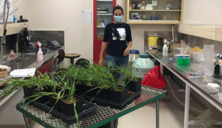 Aboukhaddour is pictured with wheat samples in her lab in Lethbridge, Alta. (Agriculture and Agri-Food Canada)
