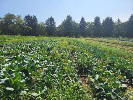 Weeds are a major factor limiting yield in organic vegetable and other horticultural crop systems. This research will investigate anaerobic soil disinfestation, a microbial-driven process to manage weeds, to support transitioning from conventional to organic production systems. (Credit: Francesco Di Gioia/Penn State)