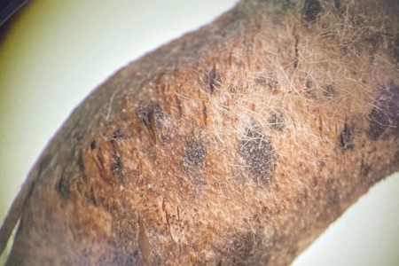 Figure 2. Tiny slits or openings were observed in pods once moisture receded. Image of soybean pod magnified by microscope.