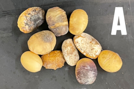Figure 3A. Symptomatic seed from southeast (A). Symptoms included purple seed stain, dehydration, and signs of Diaporthe and Fusarium infections. Pathogens were confirmed by the plant diagnostic clinic.