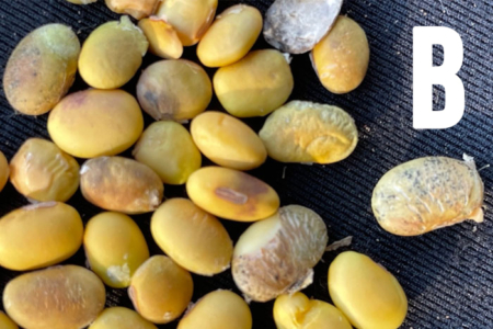 Figure 3B. Symptomatic seed from southwest Missouri (B).