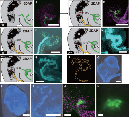 Detailed structure of the multi-functional PE of the ovule. (Credit: Current Biology (2025). DOI: 10.1016/j.cub.2025.03.033)