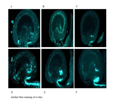 Callose deposition is decreased from A to C but increased from D to E. (A–C) Wild-type ovules at 1 day after pollination (DAP) (A), 2 DAP (B), and 3 DAP (C). (D–F) Genetically modified ovules at 1 DAP (D), 2 DAP (E), and 3 DAP (F). (Credit: Ryushiro Kasahara)