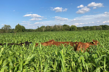 Attendees will have the opportunity to learn about forage sorghum research from agronomy experts including Mitch Tuinstra, Wickersham Chair of Excellence in Agricultural Research and scientific director of the Institute for Plant Sciences at Purdue. (Photo provided by Keith Johnson)