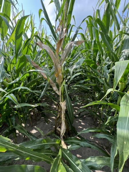 Ghost plants are popping up in fields around the Midwest, signaling crown rot could cause headaches at harvest.