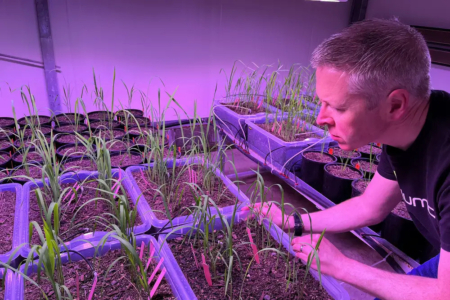Professor Jason Wargent inspecting rice plants.