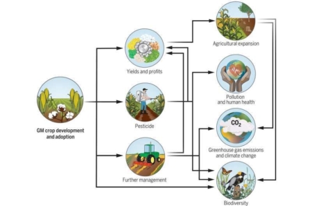 Environmental impacts of genetically modified crops. (Credit: Science (2024). DOI: 10.1126/science.ado9340)