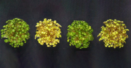 A wild type and three types of Arabidopsis seedlings generated in controlled experiments are pictured here in magnification. (Image provided by Gyeong Mee Yoon, Purdue University)