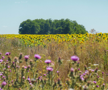 Field margin in front of a sunflower field using regenerative agriculture.