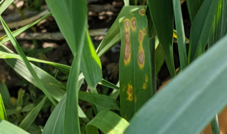 A typical presentation of tan spot disease in wheat, which is named for the tan-colored lesions it makes on the plant's leaves. (Agriculture and Agri-Food Canada)