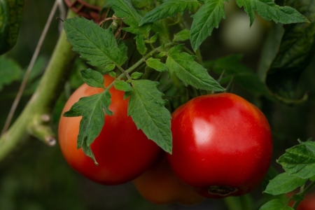 Indiana ranks third in the United States for tomato production. These tomatoes are growing in a high tunnel at the Purdue Student Farm. (Photo by Joshua Clark)