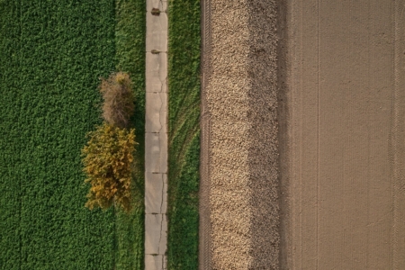 Sugarbeet harvest.