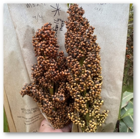 Many of the sorghum varieties developed have demonstrated unique grain quality properties and are being evaluated by food scientists, breweries, chefs, mills, bakeries, dairy farmers and commercial seed production companies. (Photo by Melinda Yerka)