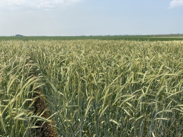 Cover crops grown at the KWS Showcase Plot near Champaign, IL during an open house in June 2023. (Chris Lusvardi photo)