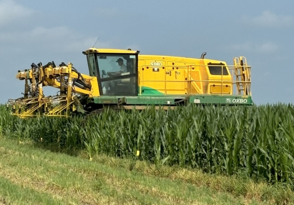 Detasseling a Beck's seed corn production field July 25 near Mount Pleasant, IA. (Chris Lusvardi photos)