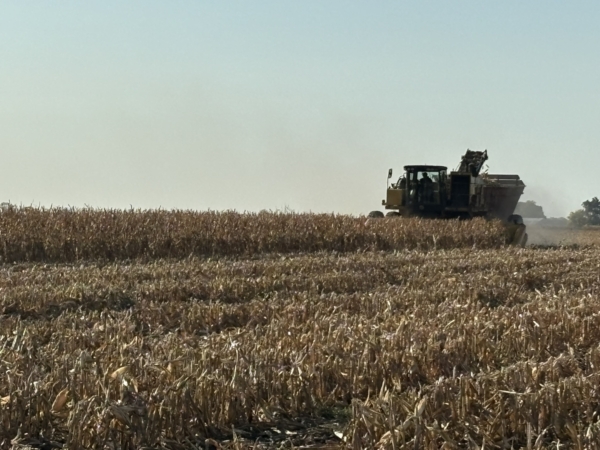 An OXBO 8430 seed corn harvester is used in a field Oct. 9 near Mount Pleasant, IA. (Chris Lusvardi photos)