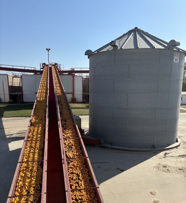 After being husked, seed corn moves along conveyors to dryers.