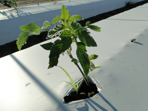 A plant grows out of the plastic mulch at the Gulf Coast Research and Education Center. (Courtesy, Nathan Boyd, UF/IFAS)