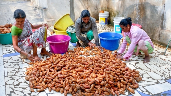 Women in southern India sort biofortified orange sweet potatoes. (Erick Boy/HarvestPlus)