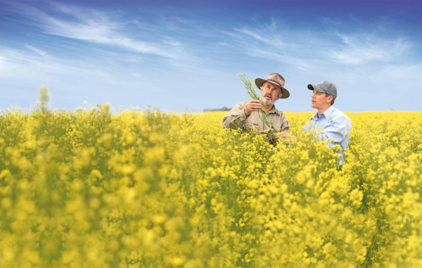 Bayer and Neste plan to jointly scale winter canola as a biomass-based feedstock for renewable products like biofuels. (Bayer AG)