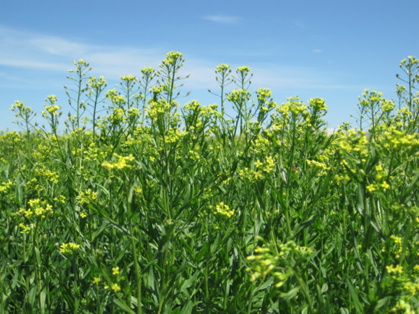 Camelina is a novel intermediate oilseed crop with a promising low-carbon intensity for renewable fuel. (Bayer AG)