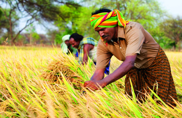 Direct seeded rice has led to fewer emissions, and benefited thousands of rice farmers in India.