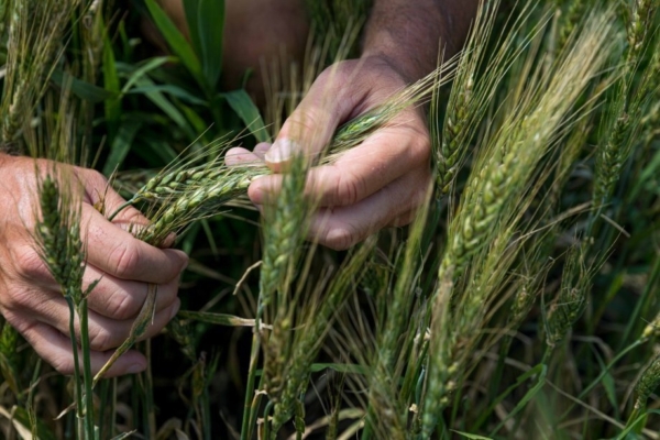 Wheat, pictured above, is the world's second-most produced cereal crop and an essential ingredient for bread, pasta and many other foods. Ideal temperatures for growing wheat, according to NASA, vary between 70 F and 75 F, but some varieties, like winter wheat, can grow in temperatures as low as 40 F. But when temperatures exceed 90 F, heat stress can cause significant yield loss.