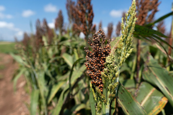The next month’s weather conditions will determine how much of the sorghum crop across the state fares this year, after too little rain in some areas and too much in others. (Laura McKenzie/Texas A&M AgriLife)