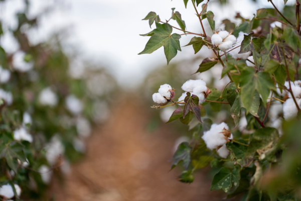 The Texas cotton crop is a mixed bag at this time, with harvest wrapping up in the southern parts of the state and bolls just setting in the northern parts of the state. Rain is needed for the remaining cotton to survive. (Sam Craft/Texas A&M AgriLife)