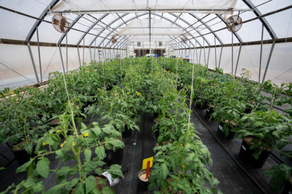 Tomato plants in a greenhouse at the Texas A&M AgriLife Research and Extension Center in Uvalde. Bhattarai will be stationed at the Dallas Center, but his expertise in genetics will be connected to ongoing controlled environment horticulture projects around the state. (Sam Craft/Texas A&M AgriLife)