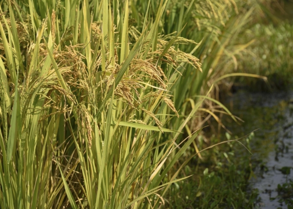 The U.S. Department of Agriculture has forecasted Mississippi’s 2024 rice crop at 161,000 acres, which would be a 33% increase over how much was planted in 2023. (File photo/MSU Extension Service)
