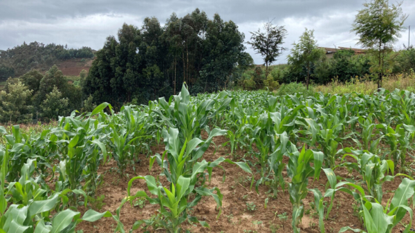The collaborative study by UNL faculty and international partners analyzed a database of more than 14,000 smallholder cornfields across seven countries in Sub-Saharan Africa. This field is in Rwanda. (Patricio Grassini | Agronomy and Horticulture)