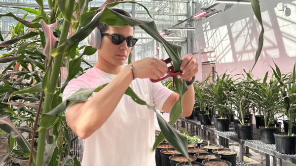 Vladimir Torres-Rodriguez, a postdoctoral associate in the Schnable Lab, developed and tested an innovative gene-analysis method, focusing on RNA, that greatly boosts the ability to identify corn genes. (Lina Lopez | Schnable Lab)