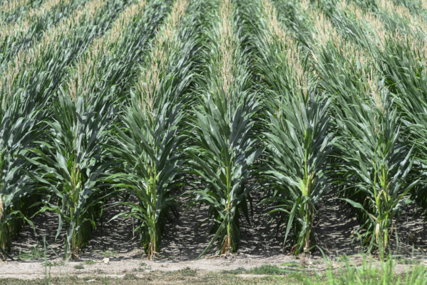 Corn is shown growing at the R. R. Foil Plant Science Research Center at Mississippi State University on July 9, 2024. (Photo by MSU Extension Service/Kevin Hudson)