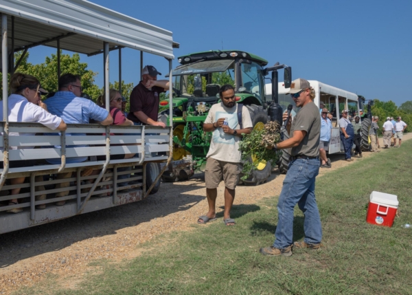 Mississippi State University Extension peanut agronomist Brendan Zurweller shows onlookers a disease-infected peanut plant during a row crop field day Aug. 6, 2024. The event was hosted by the MSU Extension Service and the Mississippi Agricultural and Forestry Experiment Station at the MAFES R. R. Foil Plant Science Research Center. (Photo by MSU Extension Service/Kevin Hudson)