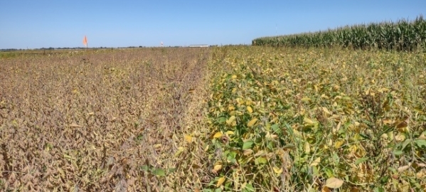 Soybeans planted at different dates are shown Sept. 20 in a field test plot at Iowa State University's Agricultural Engineering/Agronomy and Central Iowa Research Farms between Ames and Boone. (Photo by Tomas Della Chiesa/Iowa State University)
