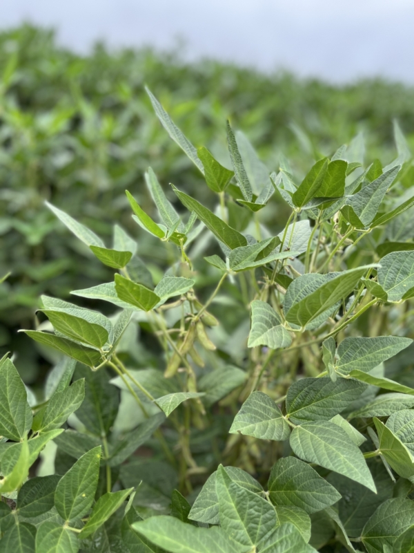 Arkansas farmers produced another record-year soybean crop, but lower commodity prices hampered some of the excitement. (U of A System Division of Agriculture photo)