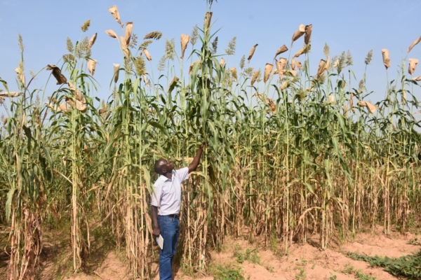 Monitoring Field Visit in Mali, West Africa. (Photo: CIMMYT)